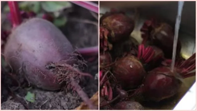 Prepare the Raw Beets